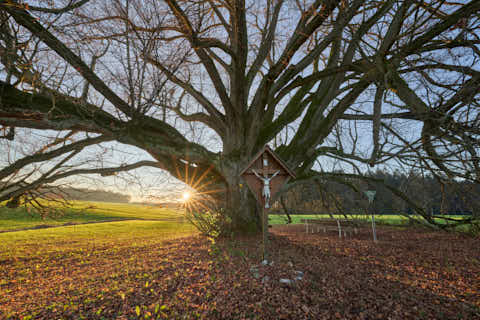 Gemeinde Wittibreut Landkreis Rottal-Inn Kriering Linde Herbst (Dirschl Johann) Deutschland PAN